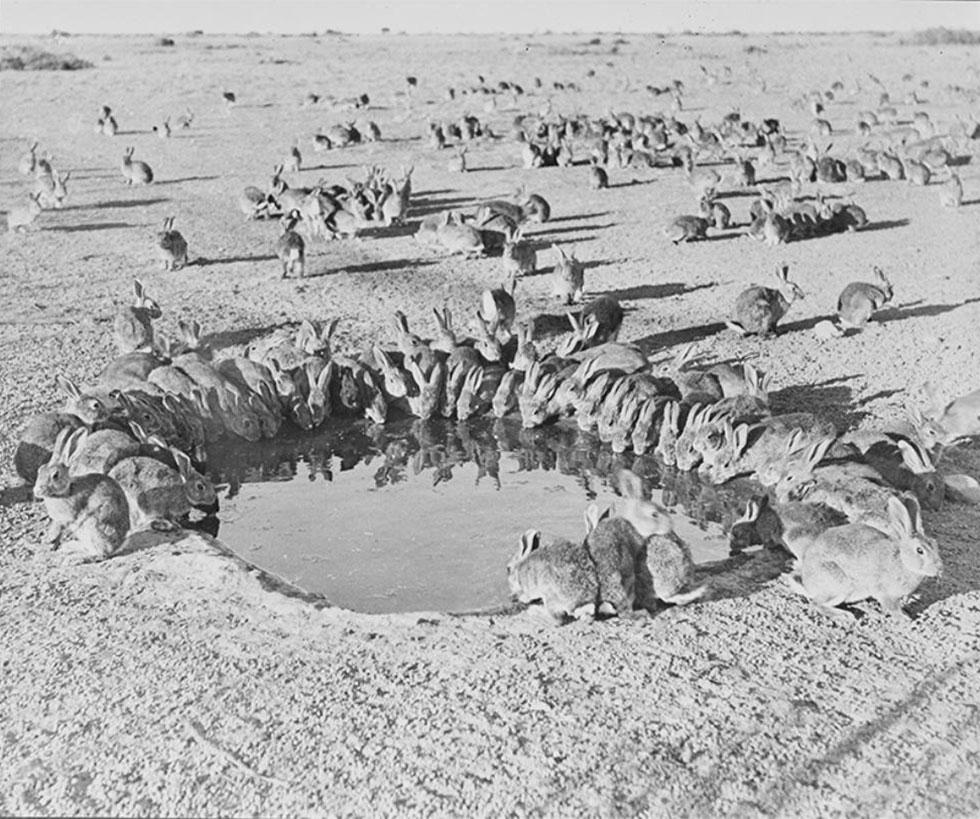 learn-rabbits-at-water-hole-11145789_0.jpg