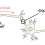 neurons.png